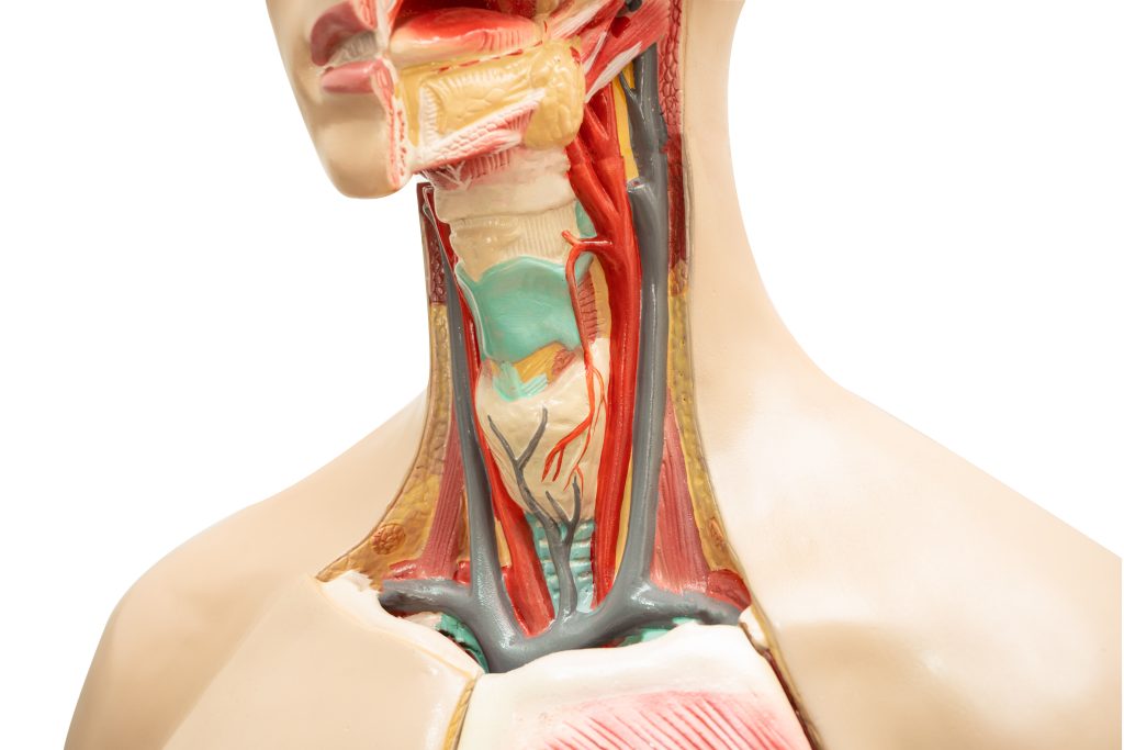 Şah Damarı Tıkanıklığı ve Stent
