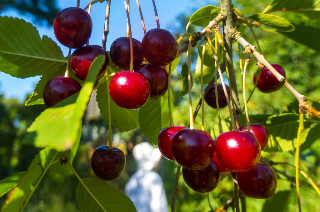 ürik asit seviyesi dengeleme
