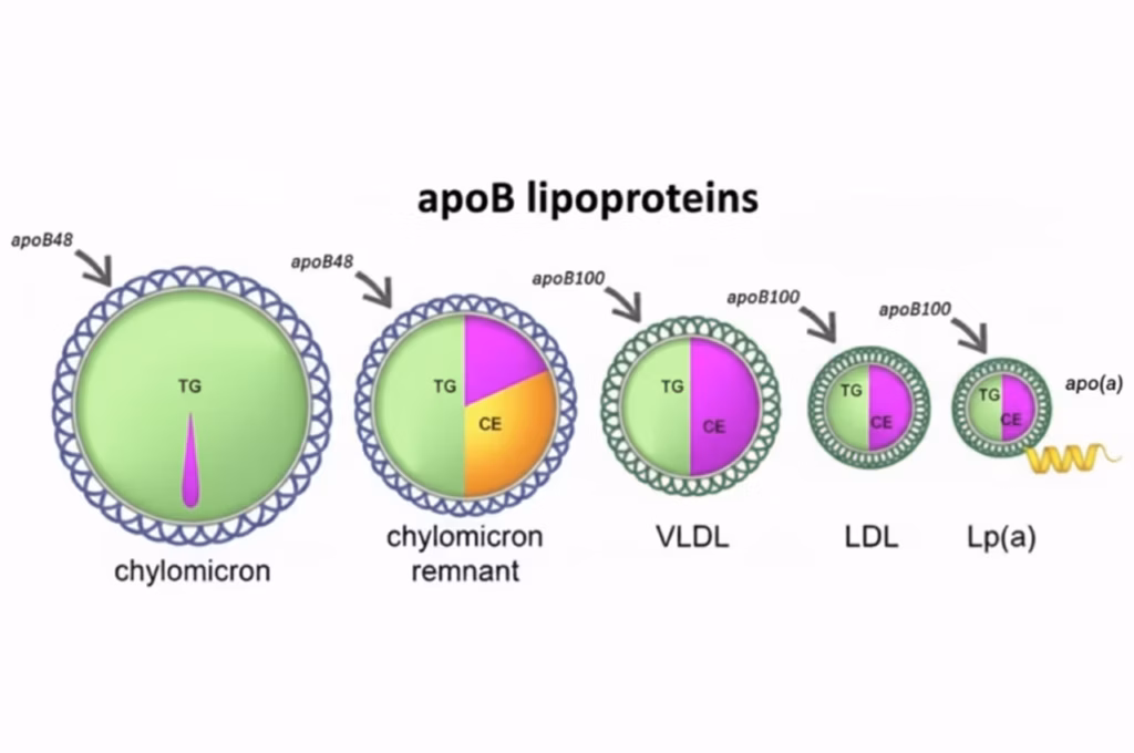 APO B (Apolipoprotein B) Testi