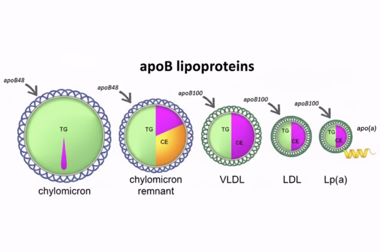 APO B (Apolipoprotein B) Testi