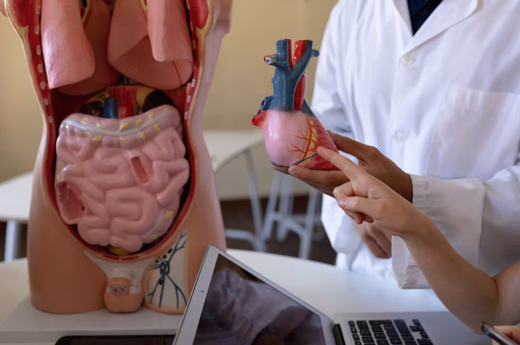 Bağırsak Sorunları Kalbi Nasıl Etkiler