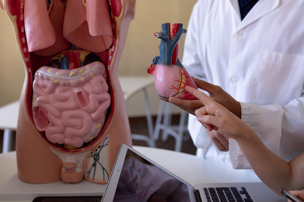 Bağırsak Sorunları Kalbi Nasıl Etkiler