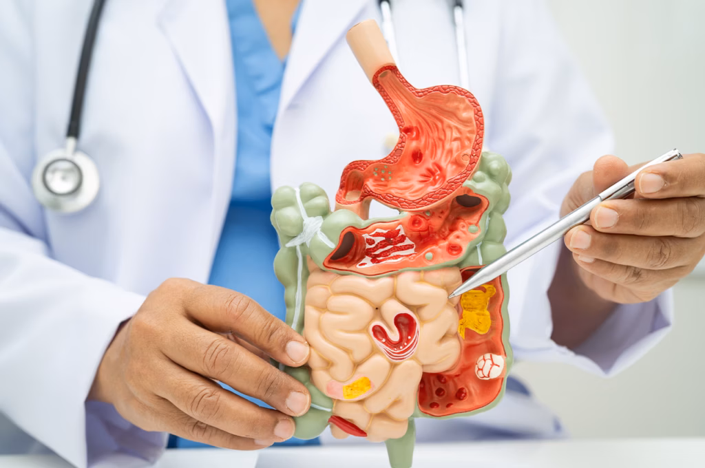 Bağırsak Sağlığı ve Kolesterol